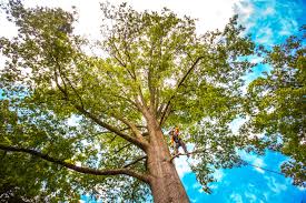 Best Pest Control for Lawns  in Shepherdstown, WV