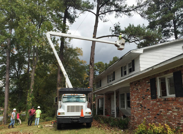 How Our Tree Care Process Works  in  Shepherdstown, WV
