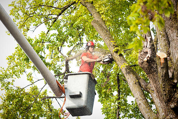 Best Tree Cabling and Bracing  in Shepherdstown, WV