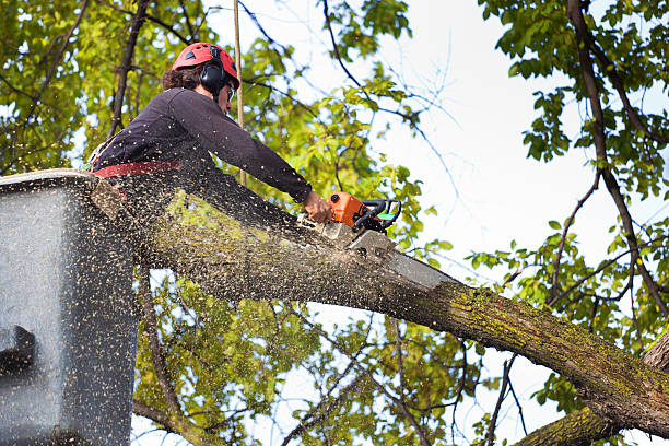 Leaf Removal in Shepherdstown, WV