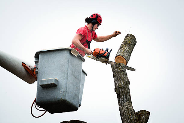 Best Tree Trimming and Pruning  in Shepherdstown, WV
