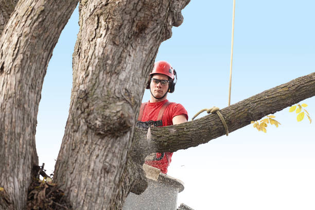 Best Tree and Shrub Care  in Shepherdstown, WV